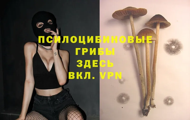 дарк нет телеграм  Дальнереченск  Псилоцибиновые грибы Psilocybe 